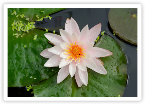 Beginners Meditation