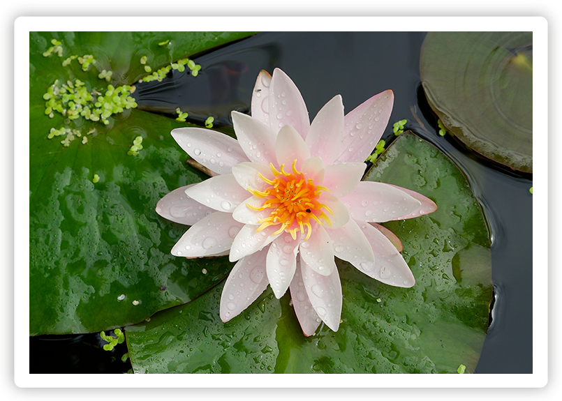 Beginners Meditation